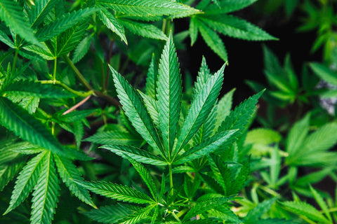 Exploring Exotic Cannabis Strains: Top 10 Picks for Unique Experiences