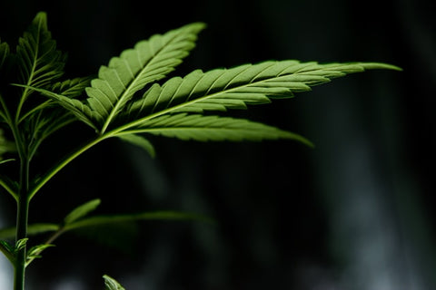 types of cannabis products